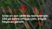 130 Yıl Sonra Bulunan 'Yitik Amasya Lalesi'nde Büyük Heyecan