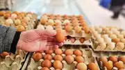 ABD'de Gıda Güvenliği Alarmı: 1,6 Milyon Yumurta Salmonella Şüphesiyle Geri Çağrılıyor