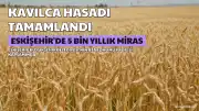 Eskişehir'de 5 Bin Yıllık Kavılca Buğdayı Hasadı Tamamlandı