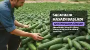 Çubuk'ta Hasat Başladı: Coğrafi İşaretli Salatalıklar Kavanozlara Girecek
