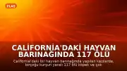 California'daki Hayvan Barınağında 117 Ölü Köpek Bulundu