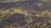 Şanlıurfa Siverek'te Arazi Yangını: 3 Yaralı ve Büyük Maddi Hasar