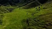 Tunceli'de Ayı Saldırısı: 3 Yaralı