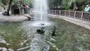 Ankara'nın Simgesi Kuğulu Park'ta Yavru Heyecanı: Kuğu Sayısı 18'e Yükseldi