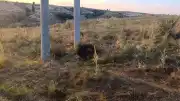 Bilecik Söğüt'te Elektrik Akımına Kapılan Kuş Yangın Başlattı
