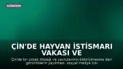 Çin'de Hayvan İstismarı Vakası ve Sansür Tartışmaları
