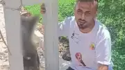 Hatay'da Köpek Zehirlenerek Elektrik Direğine Asıldı