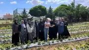 İscehisar'da ADEM Projesi Kapsamında İlk Çilek Hasadı Gerçekleştirildi