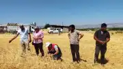 Malatya'da Nohut Hasadı Başladı: 500 Ton Rekolte Bekleniyor