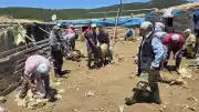 Manisa Demirci'de Asırlık 'Koyun Kırkım İmecesi' Geleneği Devam Ettirildi