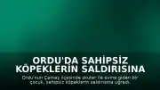 Ordu'da Sahipsiz Köpeklerin Saldırısına Uğrayan Çocuk Güvenlik Kamerasına Yansıdı