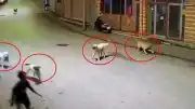 Ordu'da Sokak Köpeklerinin Saldırısına Uğrayan Çocuk Esnafın Müdahalesiyle Kurtarıldı
