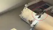 Siirt'te Bir Evin İçinde Kumru Yuvası Tespit Edildi