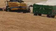Türkiye Hububat Üretiminde Cumhuriyet Tarihi Rekoru Bekleniyor