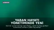 Yaban Hayatı Yönetiminde Yeni Yöntem: Fladry Sistemiyle Kurtlarla Mücadele