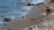 Zonguldak Filyos Sahili'nde Askeri İHA Bulundu: Geniş Güvenlik Önlemi Alındı