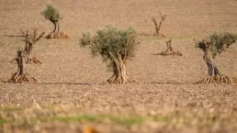 İsrailliler Ramallah'ta 200 Zeytin Ağacını Söktü