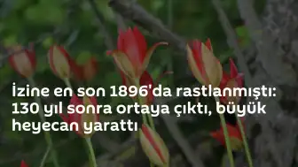 130 Yıl Sonra Bulunan 'Yitik Amasya Lalesi'nde Büyük Heyecan