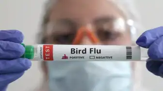 Avustralya'da İlk H5 Kuş Gribi Vakası Doğrulandı