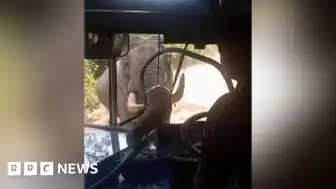 Sri Lanka'da Vahşi Filin Otobüs Saldırısı: Personel Taşıyan Araç Hasar Aldı