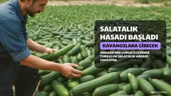 Çubuk'ta Hasat Başladı: Coğrafi İşaretli Salatalıklar Kavanozlara Girecek