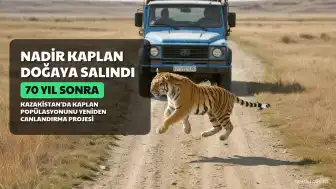 Kazakistan'da 70 Yıl Sonra Nadir Kaplan Doğaya Salındı