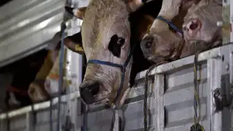 Ağrı'dan Batı'ya Kurbanlık Hayvan Sevkiyatı Devam Ediyor