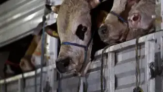 Ağrı'dan Batı'ya Kurbanlık Hayvan Sevkiyatı Devam Ediyor