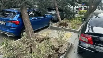 Ankara'da Şiddetli Rüzgar: Ağaçlar Devrildi, Araçlar Hasar Gördü