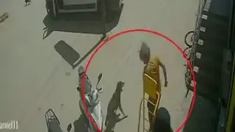 Antalya'da Hayvanlara Eziyet Eden Şahıs Gözaltına Alındı