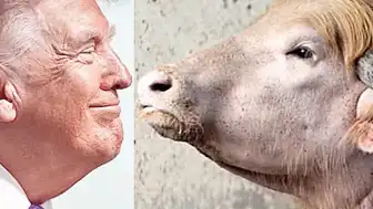 Bangladeş'te Donald Trump'a Benzerliğiyle Tanınan Manda Kurban Edilmekten Kurtarıldı