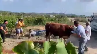 Bursa'da Kurbanlık Boğa Sahibine Tekme Attı