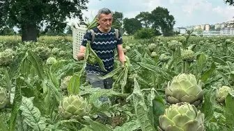Bursa'da Tescilli Hasanağa Enginarında Hasat Zamanı: Tanesi 50 TL'den Satılıyor