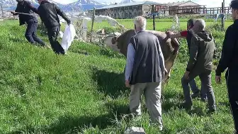 Erzurum'da Kurban Kesimi Sırasında Bir Kişi Hayatını Kaybetti, Çok Sayıda Yaralı Var