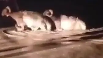 Hatay'da Sağanak Hayvan Pazarını Vurdu
