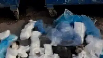 İzmir'de 33 Ölü Kedi Davasında Veteriner Hekim H.E. Tutuklandı