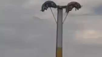 İzmir'de Lunapark Kabusu: Oyuncak Arızaları Vatandaşları Tehlikeye Attı