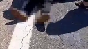 Şanlıurfa'da Kurbanlık Yüklü Kamyonet Devrildi: 1 Kişi Hayatını Kaybetti, 1 Yaralı