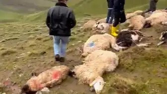 Van'ın Çaldıran ilçesinde yıldırım düşmesi sonucu 30 koyun telef oldu