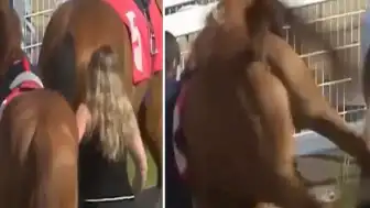 Yarış Atından Ahır Çalışanına Tekme: Hafif Yaralandı