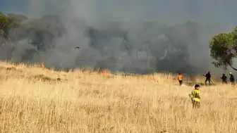 Ayvalık Sakarya Mahallesi'nde Otluk Alanda Yangın Çıktı