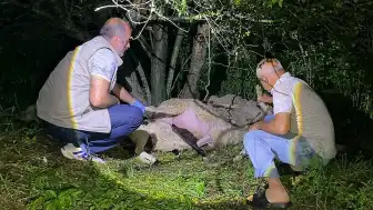 Bursa'nın İnegöl ilçesinde yıldırım düşmesi sonucu 6 koyun telef oldu