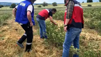 Domaniç'te Aronya Üretimine Yönelik Teknik İncelemeler Devam Ediyor