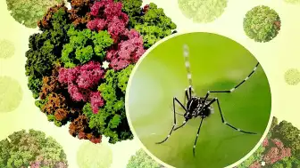Küresel Isınma Chikungunya Virüsünü Türkiye'ye Taşıyor: Uzmanlardan Aşı Uyarısı