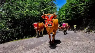 Trabzon Şalpazarı'nda Geleneksel Yayla Göçü Gerçekleştirildi