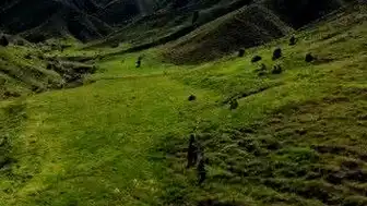 Tunceli'de Ayı Saldırısı: 3 Yaralı