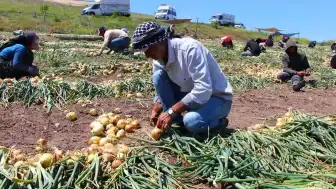 Amasya'da Soğan Üreticisi Maliyet Kriziyle Karşı Karşıya: Tarlada Alım Fiyatları Düşük Seyrediyor