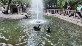 Ankara'nın Simgesi Kuğulu Park'ta Yavru Heyecanı: Kuğu Sayısı 18'e Yükseldi