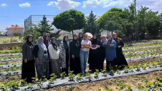 İscehisar'da ADEM Projesi Kapsamında İlk Çilek Hasadı Gerçekleştirildi
