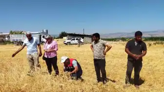 Malatya'da Nohut Hasadı Başladı: 500 Ton Rekolte Bekleniyor